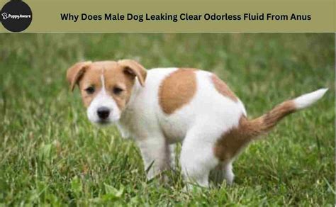 Dog Leaking Clear Fluid from Anus: 8 Causes。